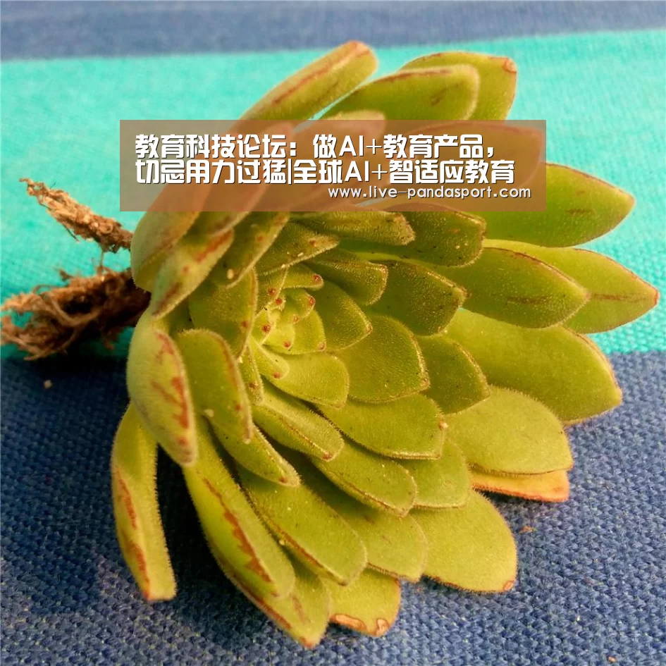 熊猫体育官网