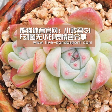 体育API